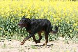 BEAUCERON 938